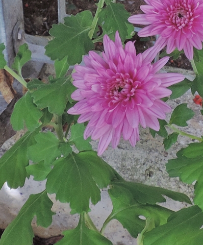 cultivars di Chrysanthemum sp.